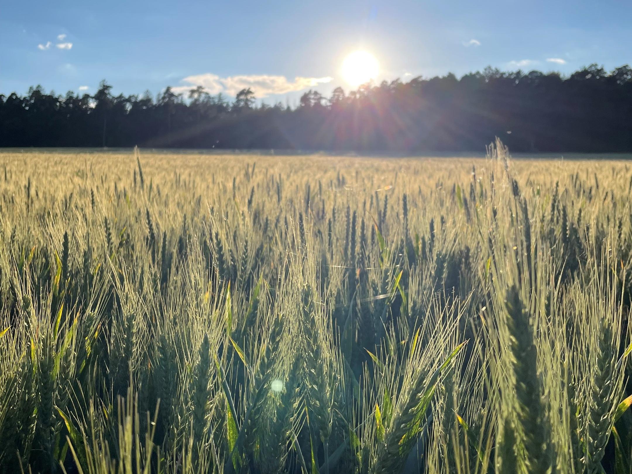 Ökum. Abendwanderung in Dickenschied am 01.07.