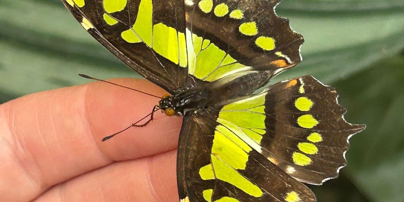 Schmetterlingsgarten