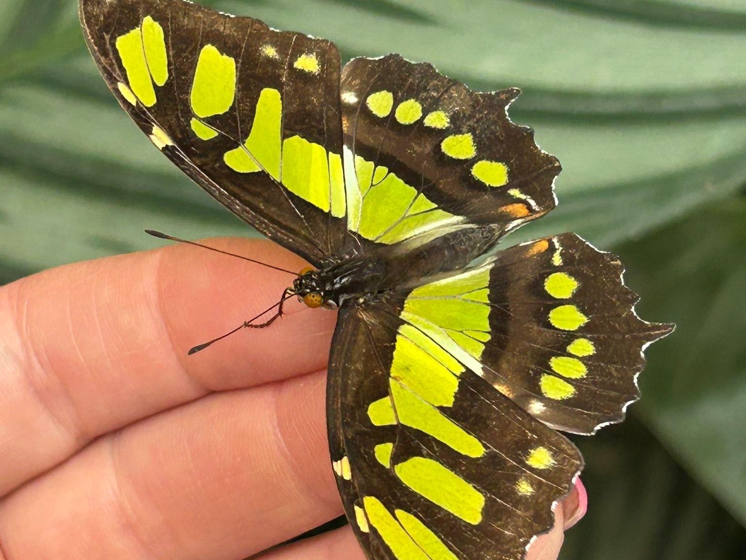 Schmetterlingsgarten