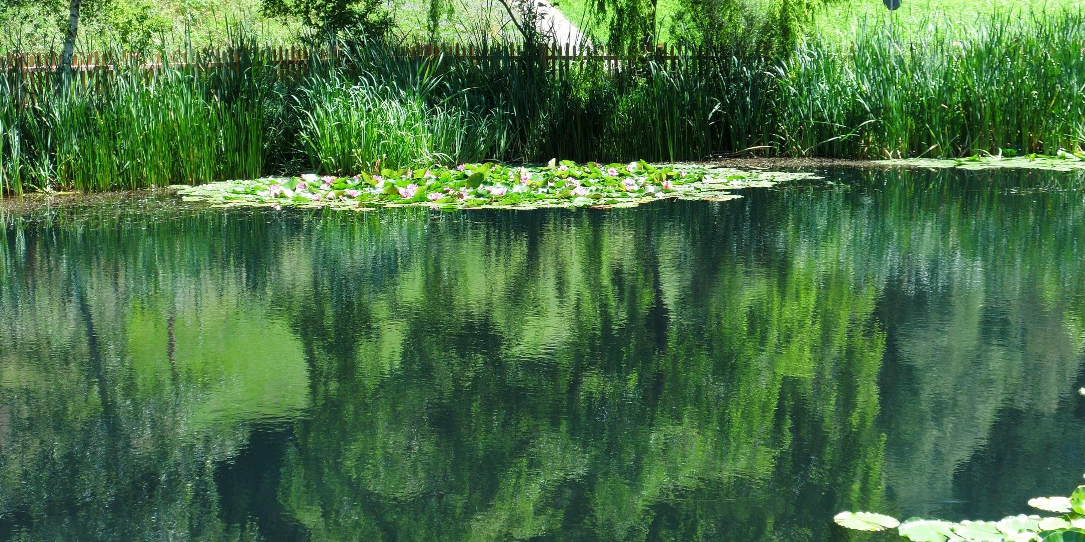 Seerosenteich, Südtirol